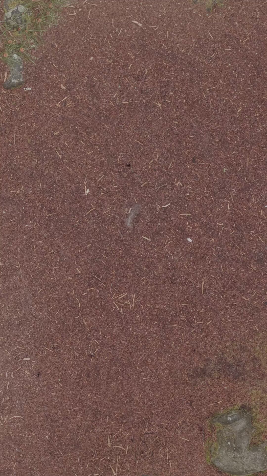 Video laden: Zwei Männer treffen sich mitten im Wald und begrüßen sich mit einem Faustgruß. Beide tragen ein biometrisches Armband.